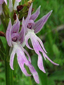 Naked Man Orchid - Orchis italica © John Muddeman